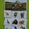 Categoriseren – Dierentuindieren