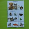Categoriseren – Huisdieren